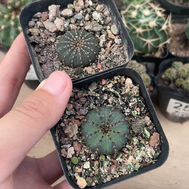 260仙人球开花植物