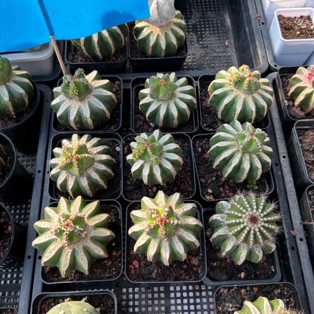 哥五星花笼 一代嫁接 可选 链接为1颗价格