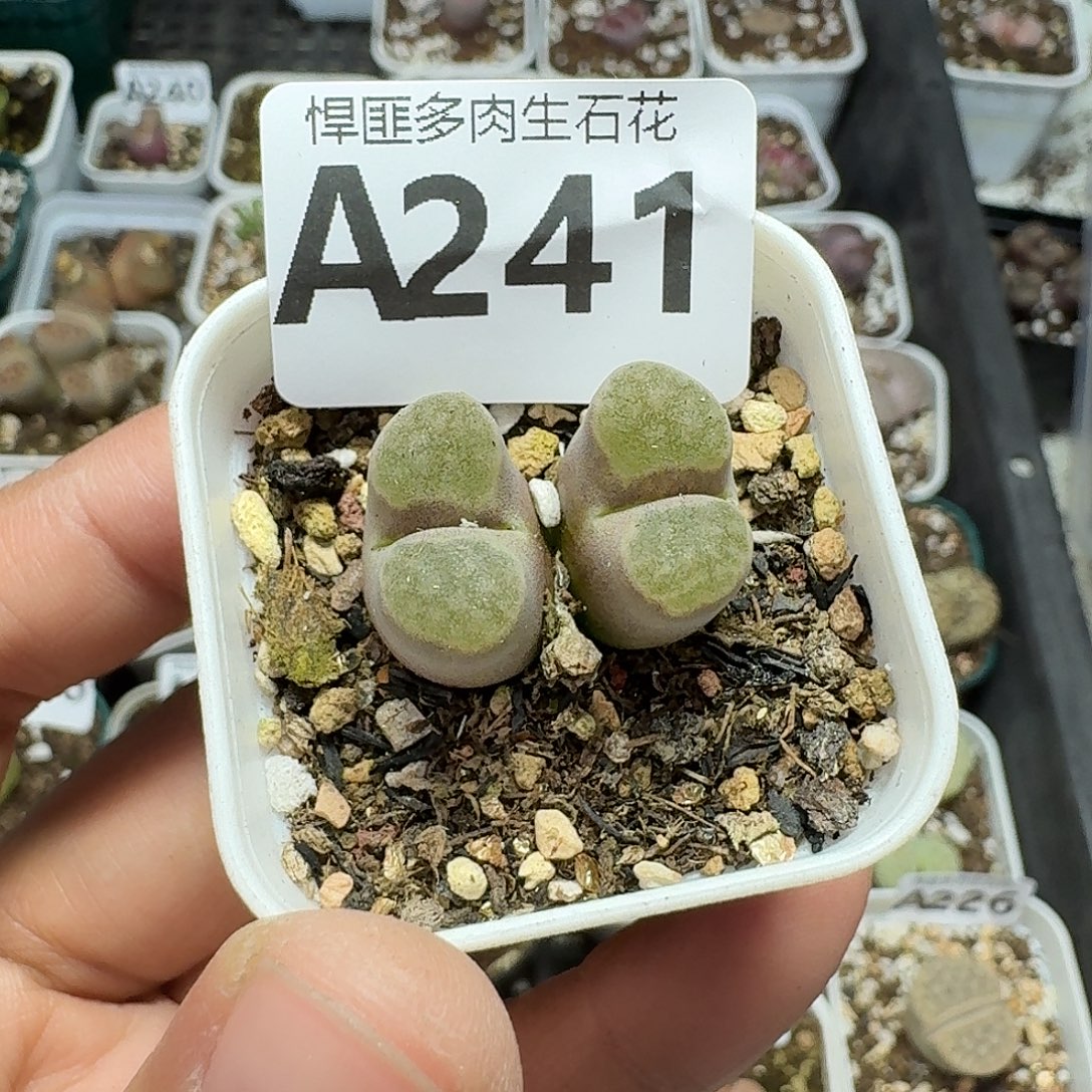241多肉植物多肉植物