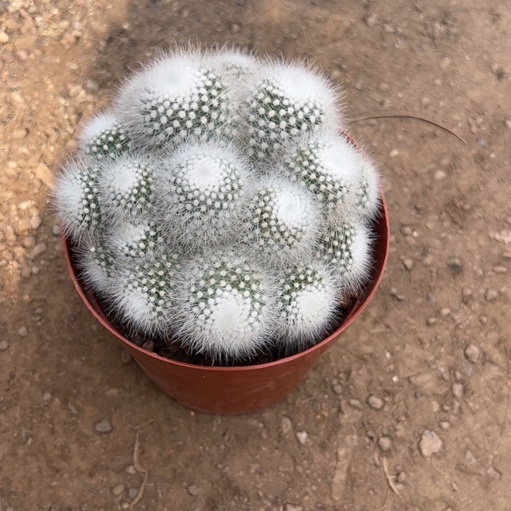 唯***美吉祥如意等名家名作和