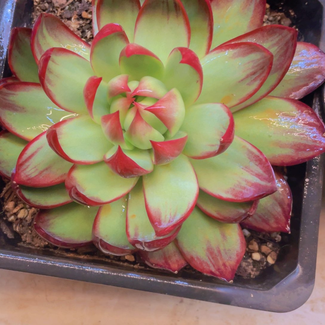 惊鸿仙子冠服16左右