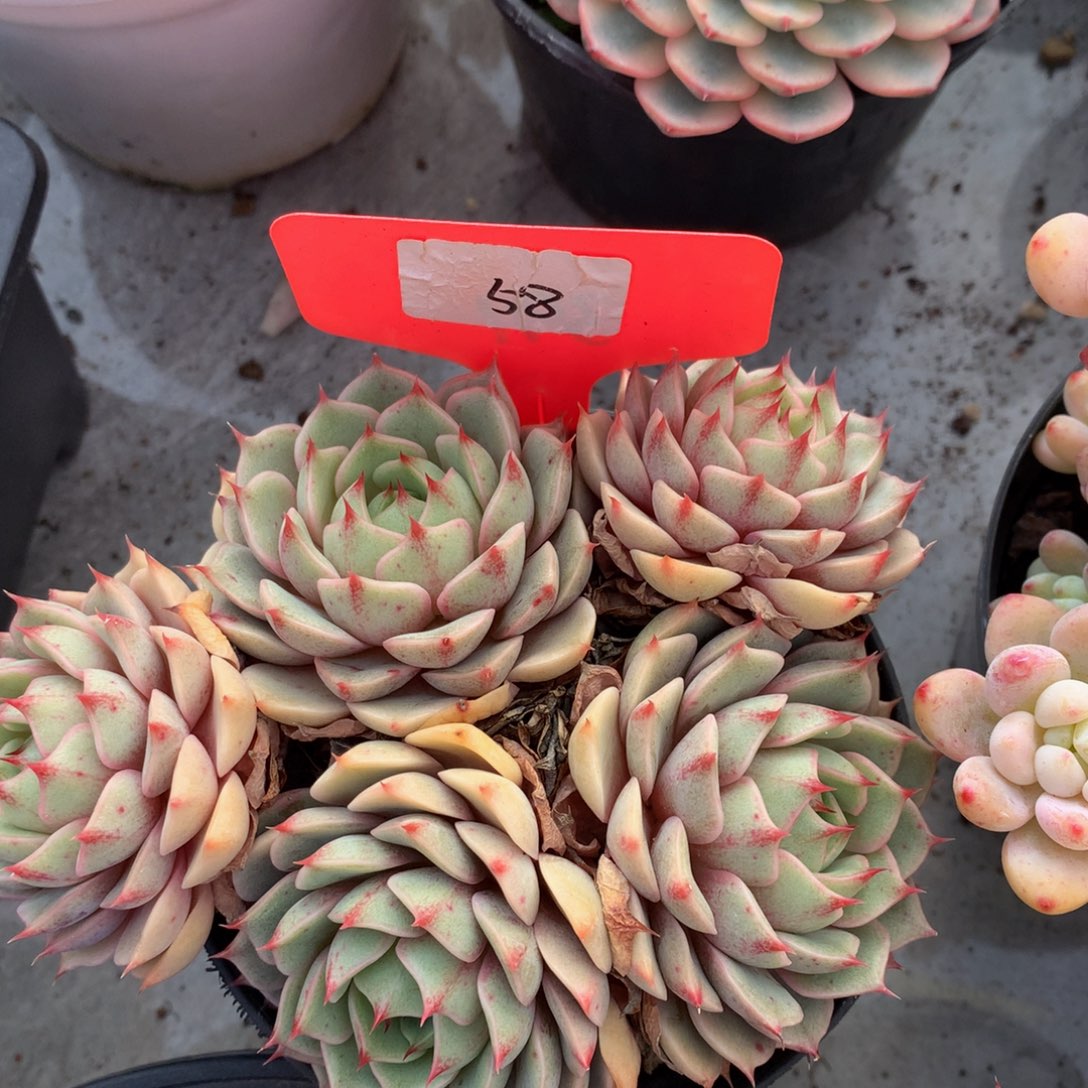 本巴蒂斯uwuuwueueueue