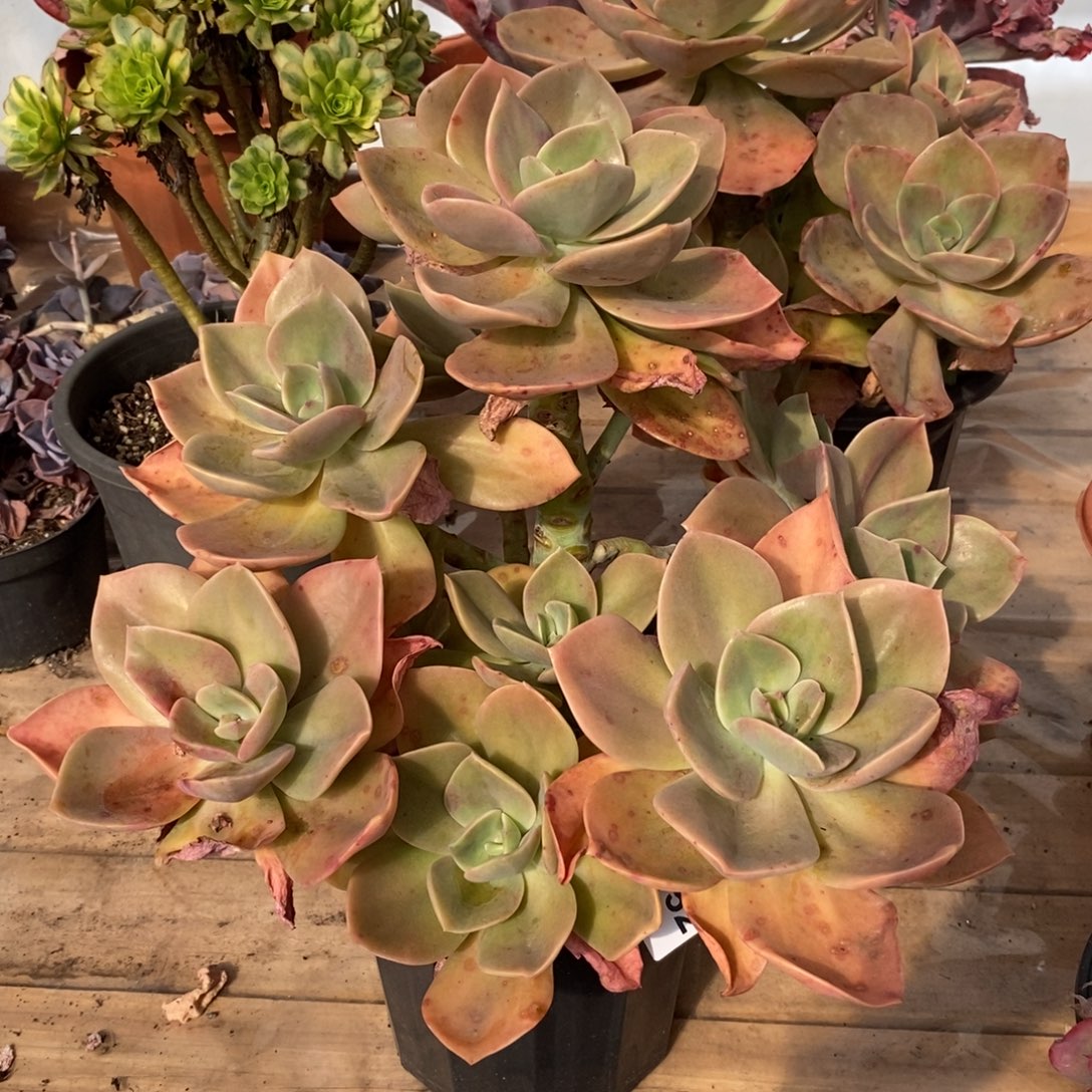 152贺氏老桩一物一拍