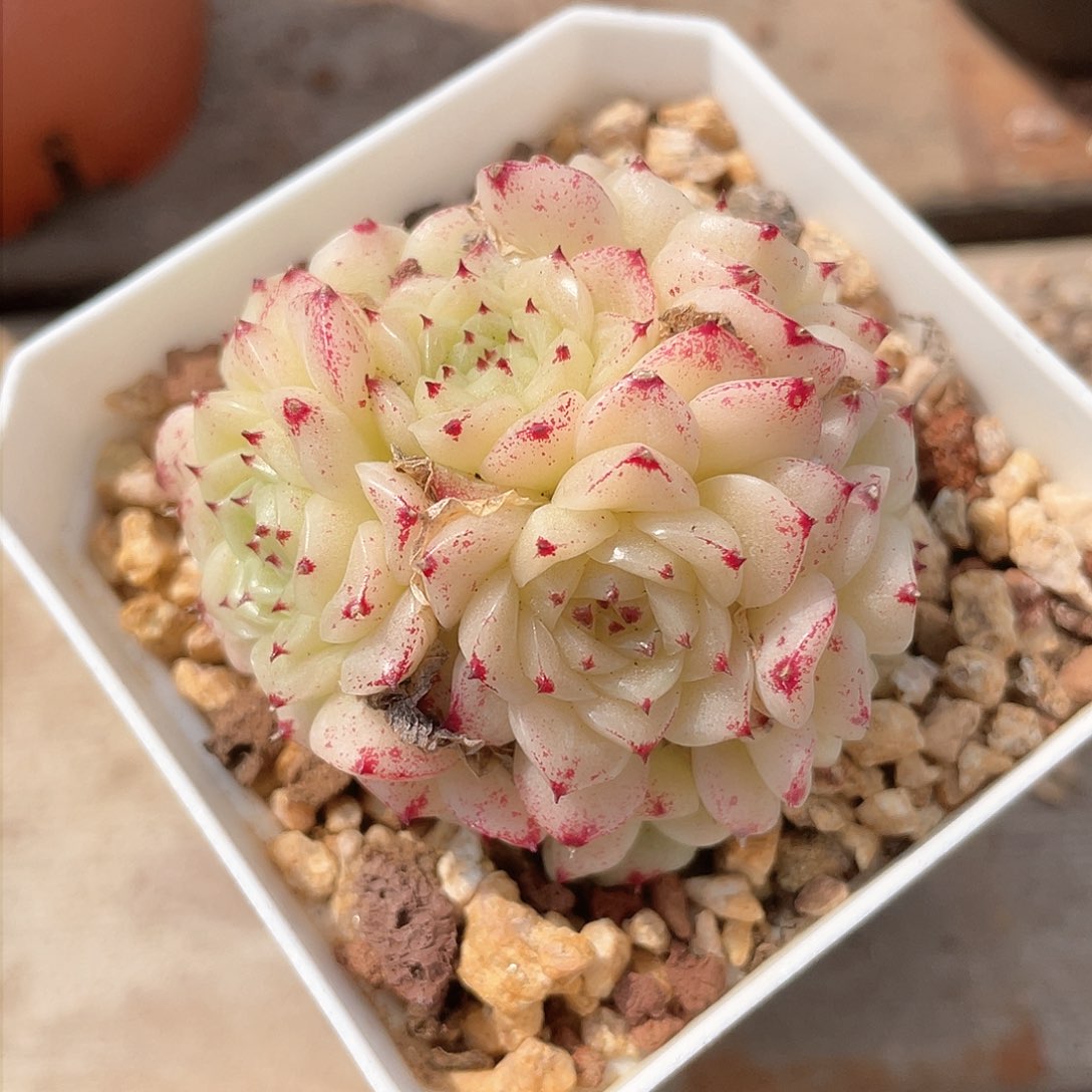 优选麦秆A111精品343