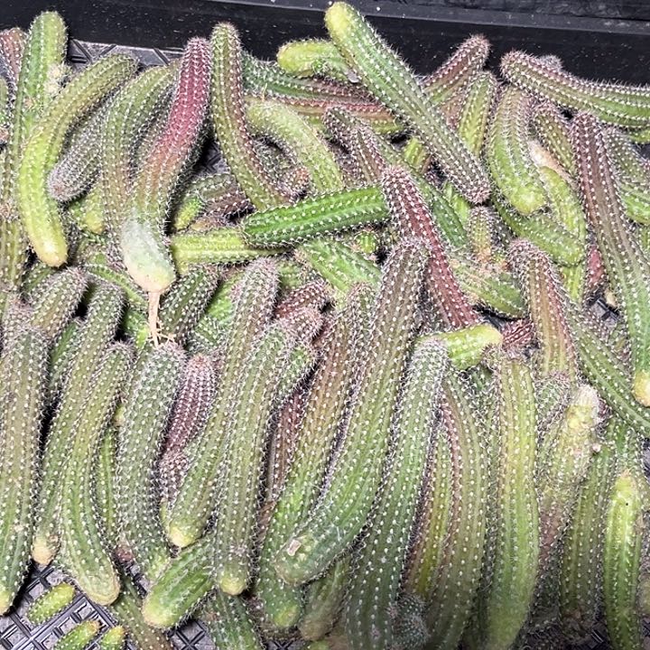 听****音四颗双色白檀侧牙了