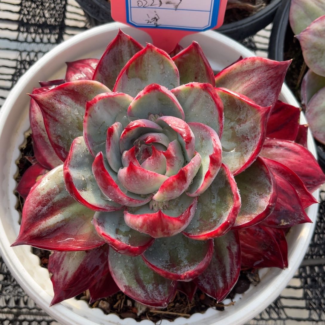 云舍多肉精选编号0223-9