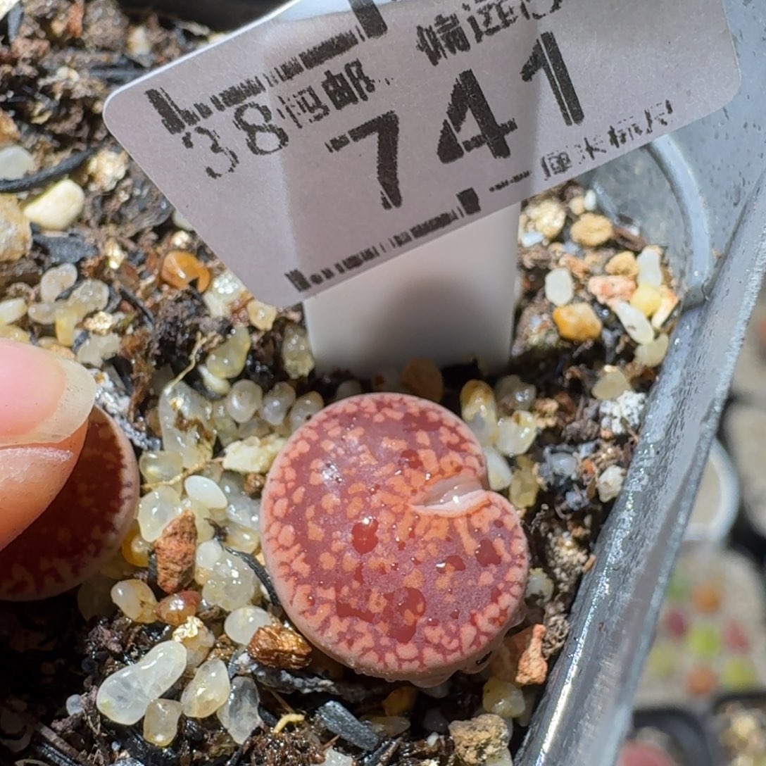 Sss清货了清货了741赤豆人