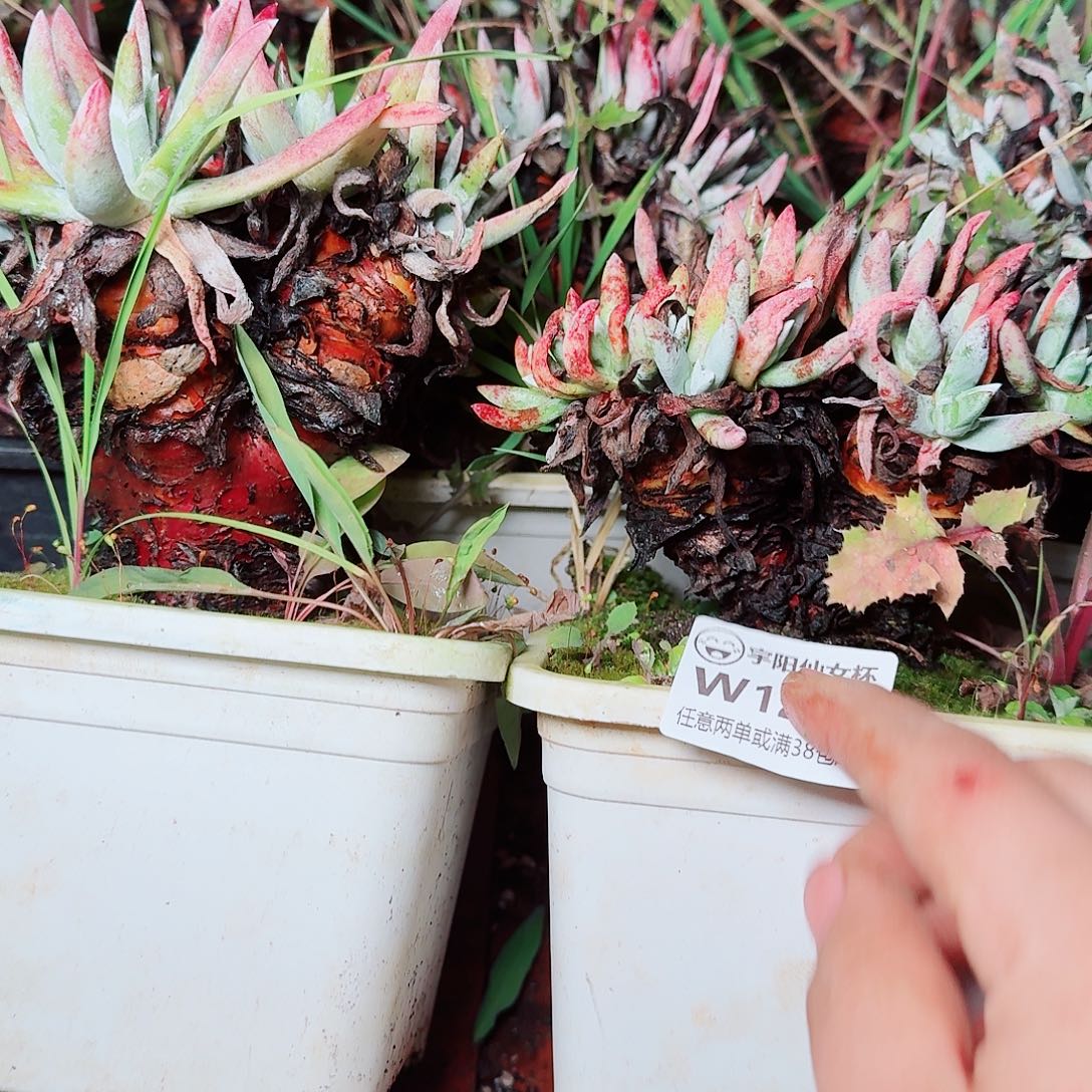 1201两颗仙女杯多肉