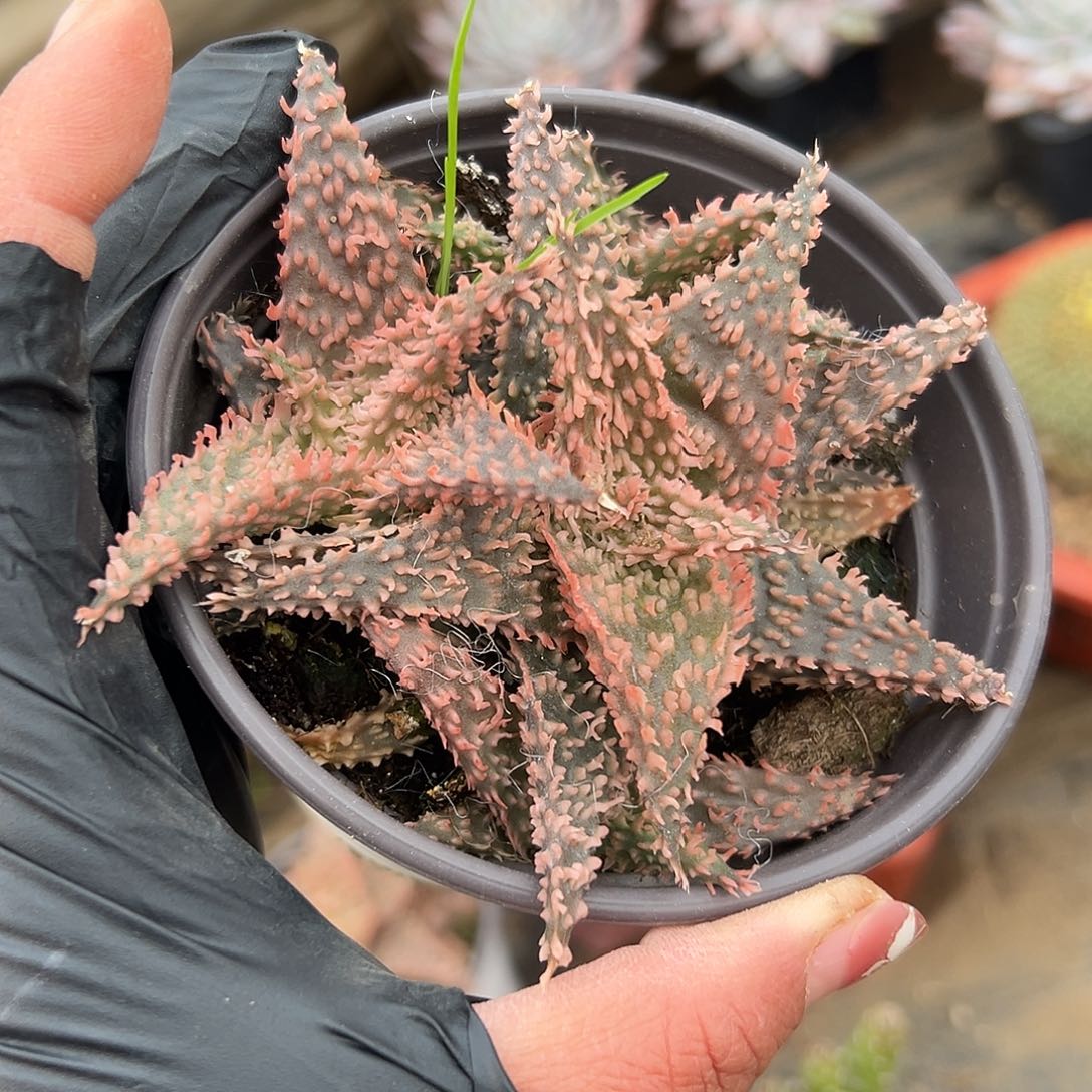 多肉植物园艺芦荟