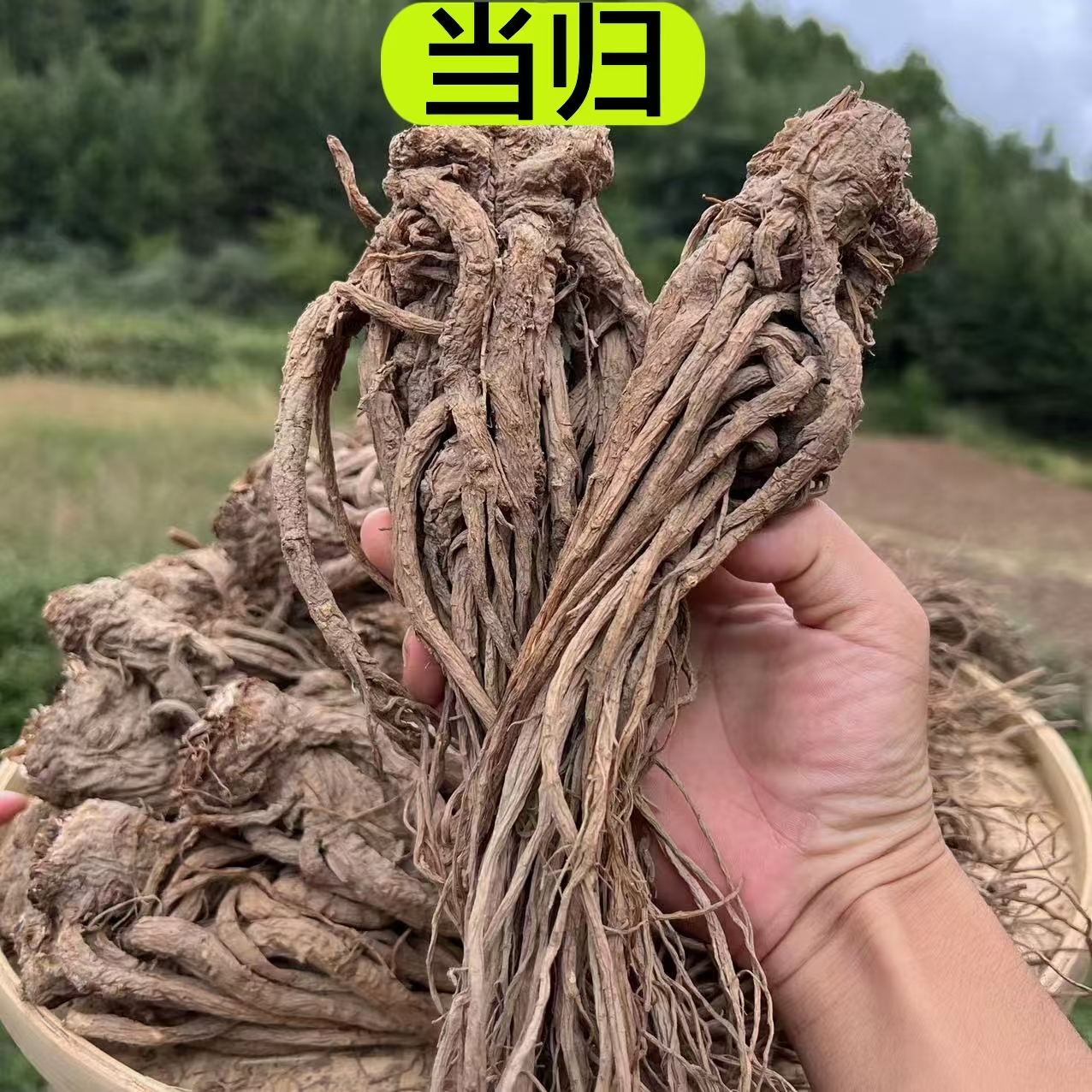 【甘肃当归】甘肃产当归大整条 自家农户种植 自然 晾晒无硫磺250克