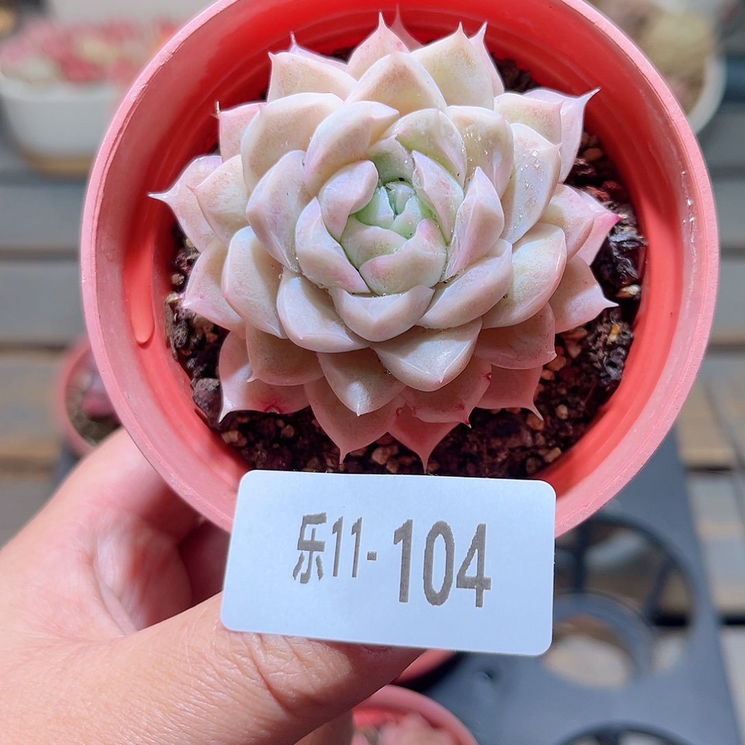 乐11-104 女王单头