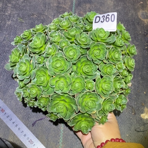 树玫瑰多肉植物法师不包损