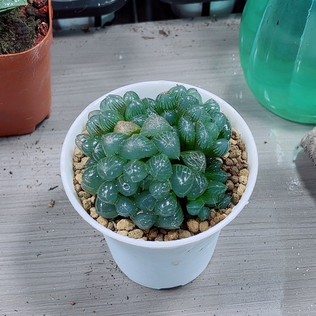 蓝镜玉露一勿一拍