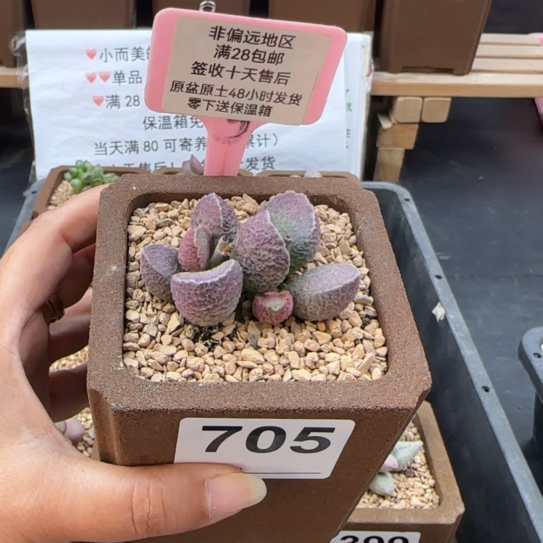 705哈莫猪肝多肉植物