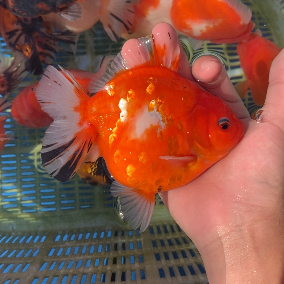 海水鱼满红樱花公鱼15cm 非偏远顺丰包邮