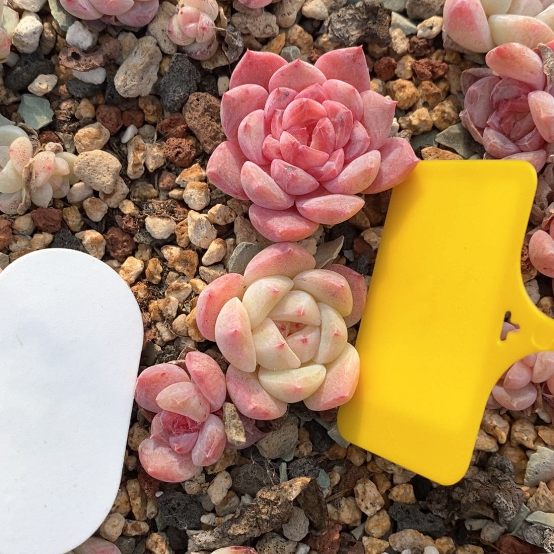 精品多肉一物一拍不包整200