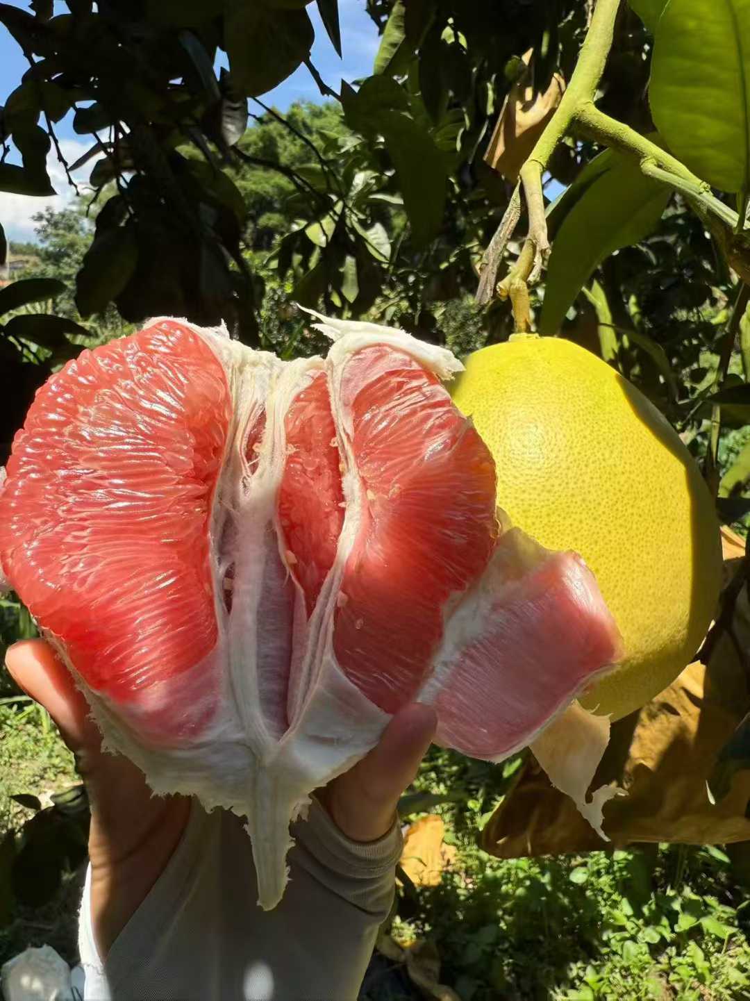 正宗广西容县白心红心蜜柚蜜柚八分甜二分酸甜润应季水果