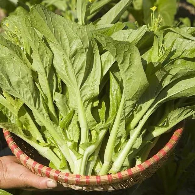 脆甜白菜苔早熟香甜农家新鲜蔬菜口感脆嫩