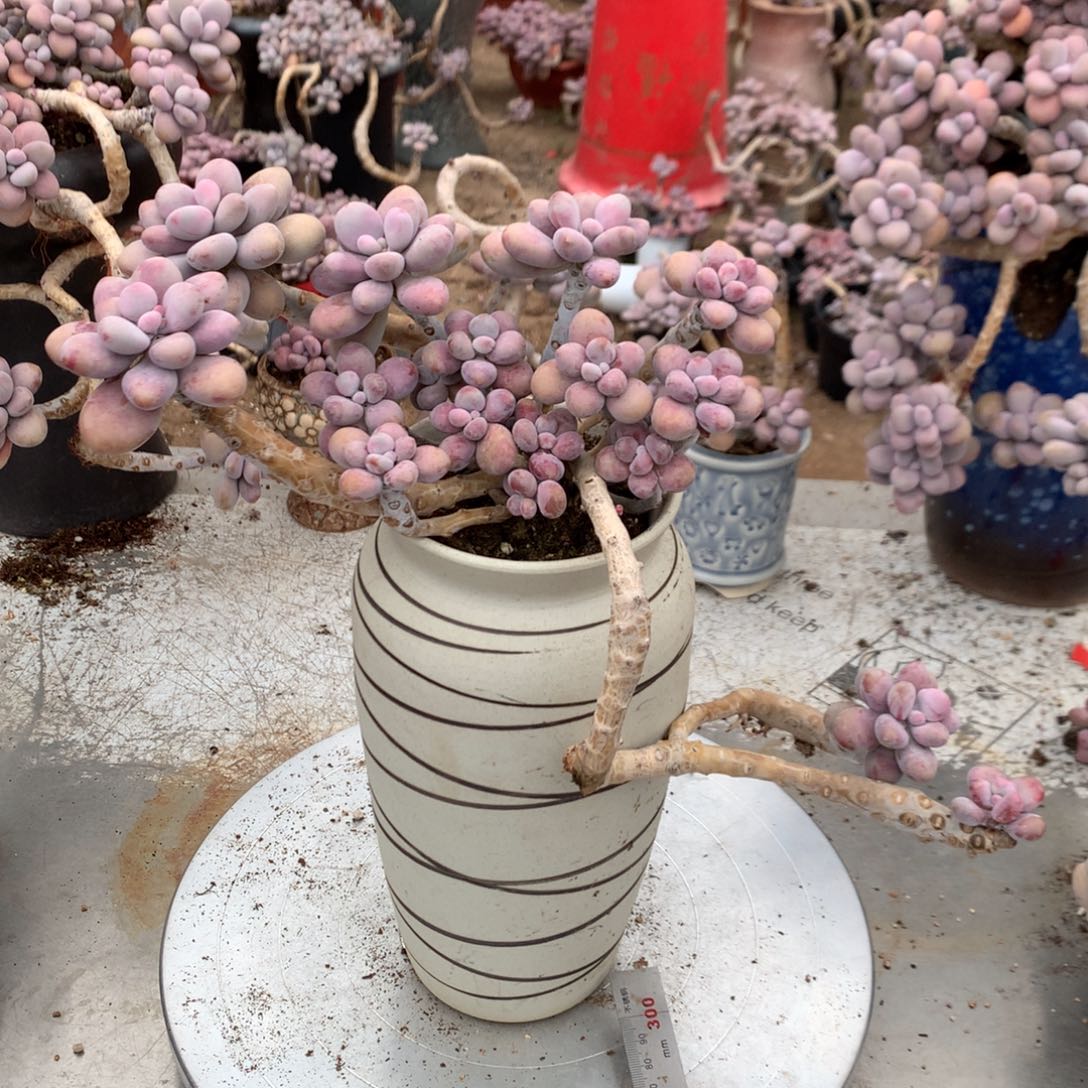 桃蛋老桩不带盆17号