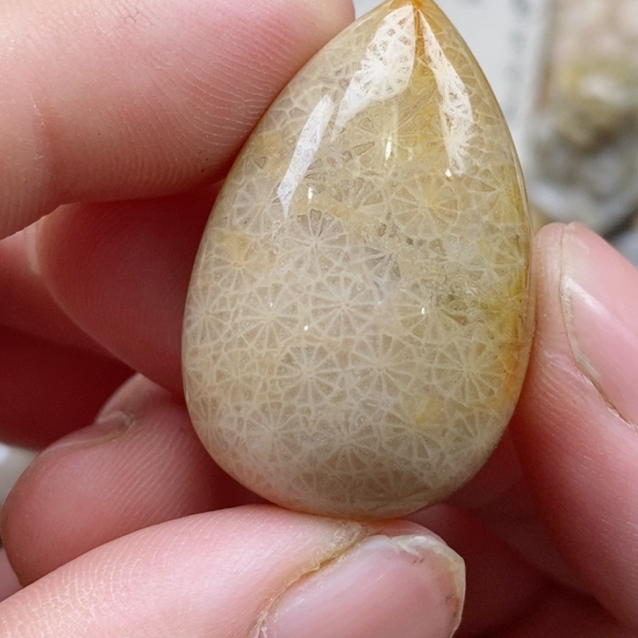 颈饰未镶嵌硅化珊瑚（珊瑚玉）有瑕 小