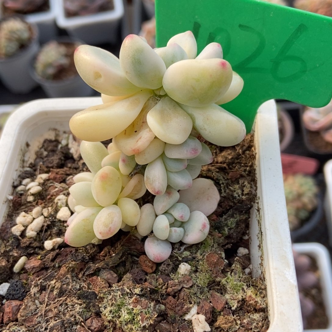 1026劳尔多肉植物保护