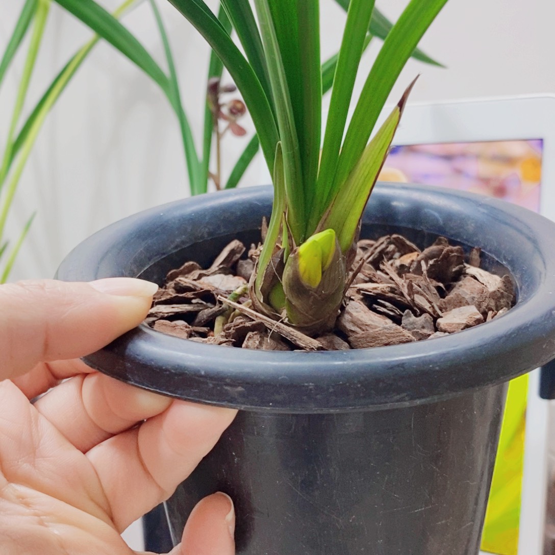 平***人大部分花苞少量开放