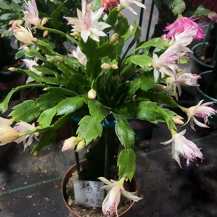 椿***梅大部分花苞少量开放雅丝