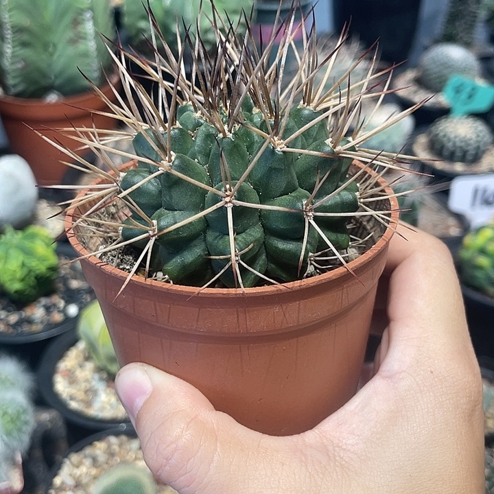 实生波光龙仙人球一颗