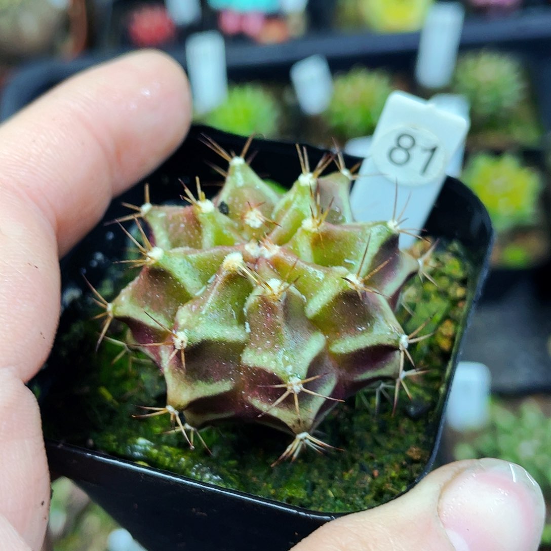 非偏远地区满25包邮仙人球 