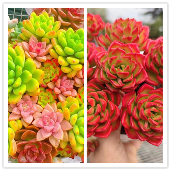 XS多彩拼盘+罗马盆+蒂亚锦 新手好养带盆栽好美观多肉植物秋季