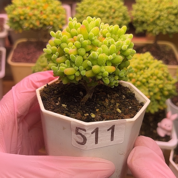 无花朵511金桔糖球