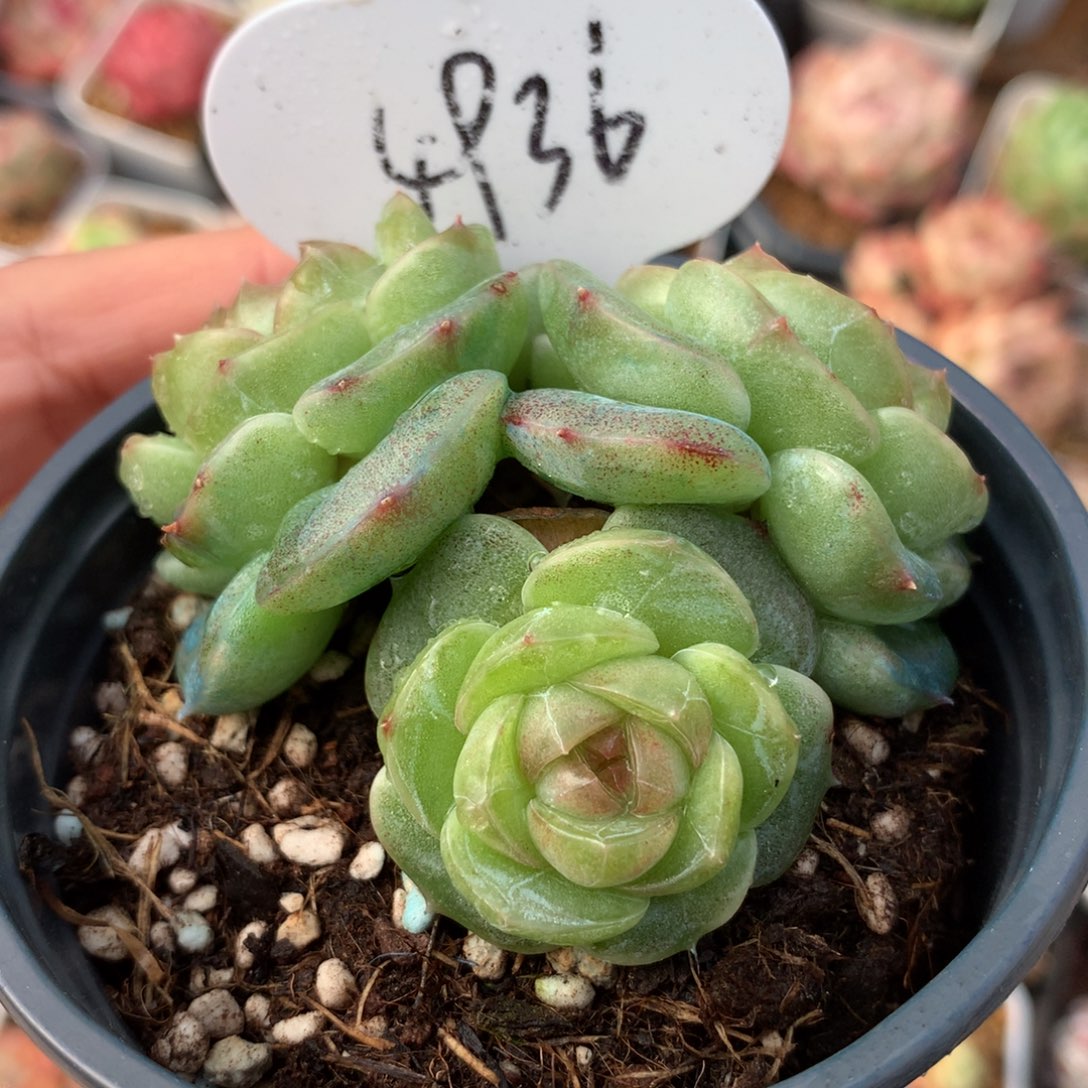 初雪珍妮3头群4936