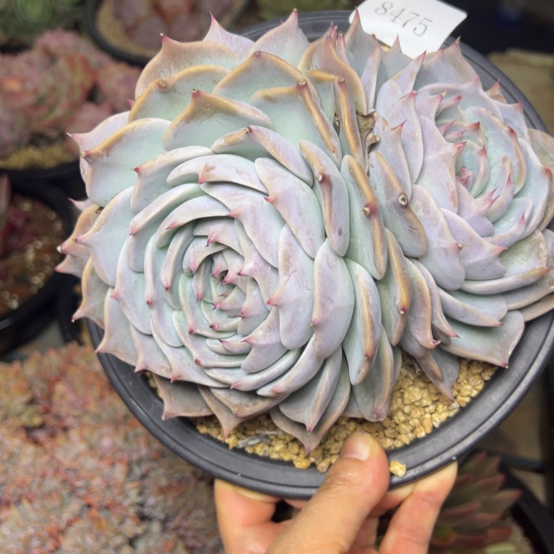 x****嘻8475肉多么多么多么肉