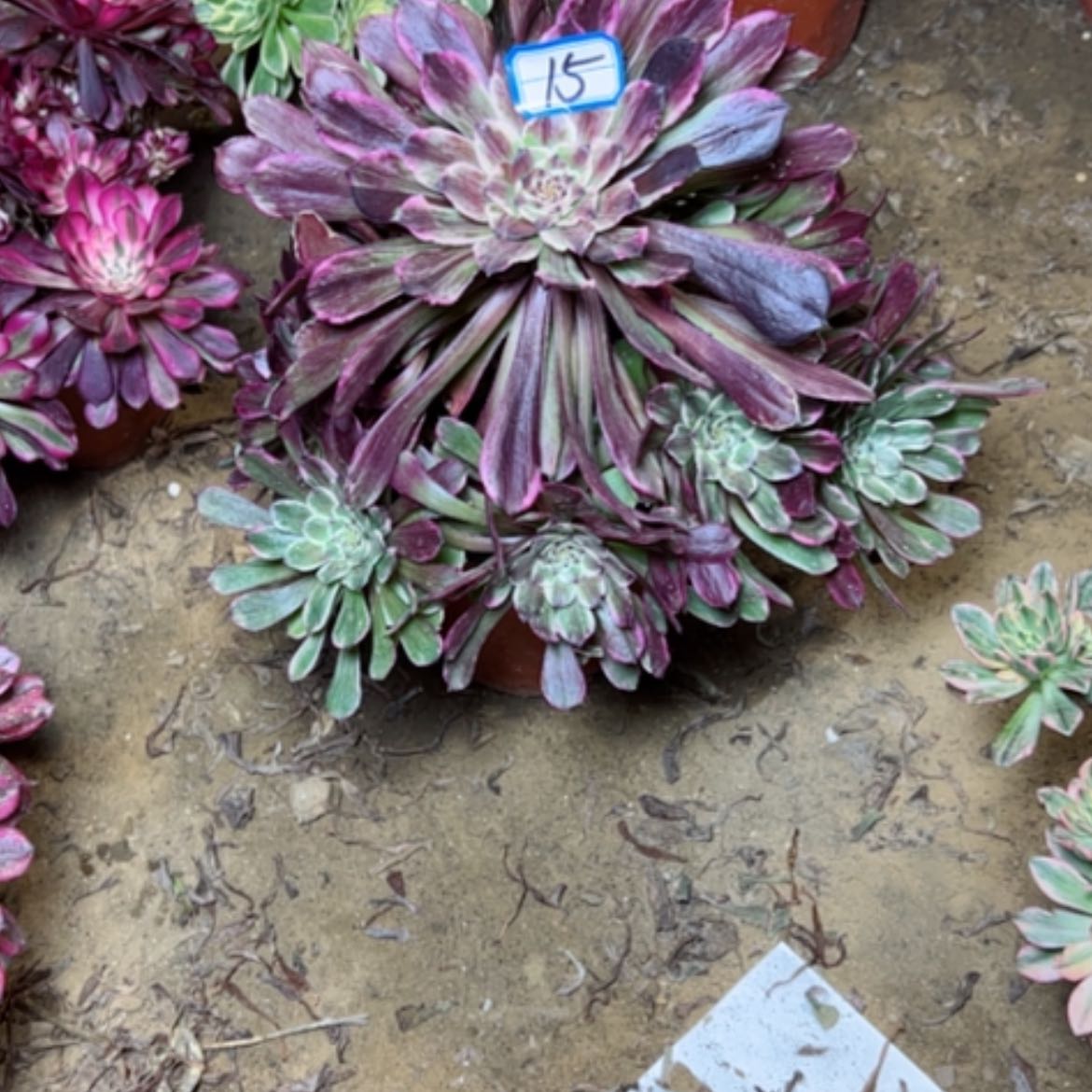 【闪购商品】多肉植物粉墨15