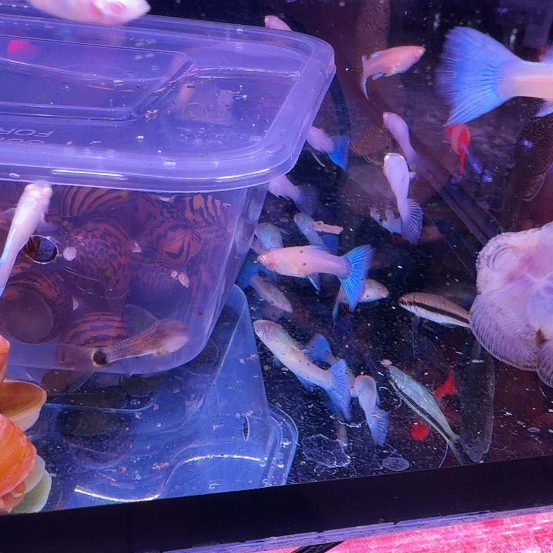 清道夫鱼小猴➕黑线飞狐4条(2条送2条备损)