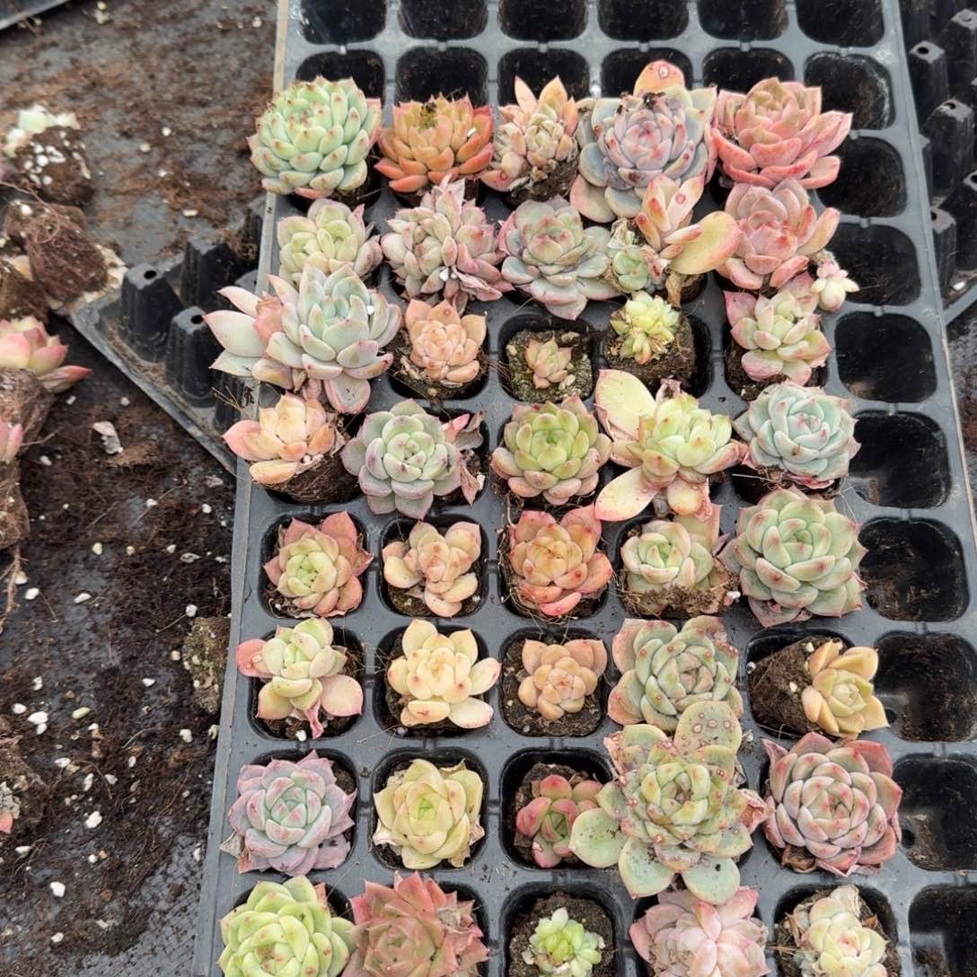 26-9编号珍妮混合三十颗加二十颗量拍左四