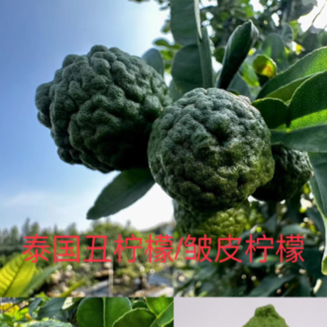 丑柠檬又名皱皮柠檬/马蜂橙嫁接树当年种植多次开花结果