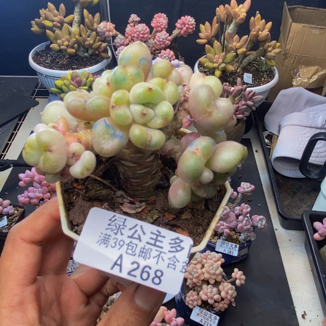 268比尔盖茨树多肉6c m