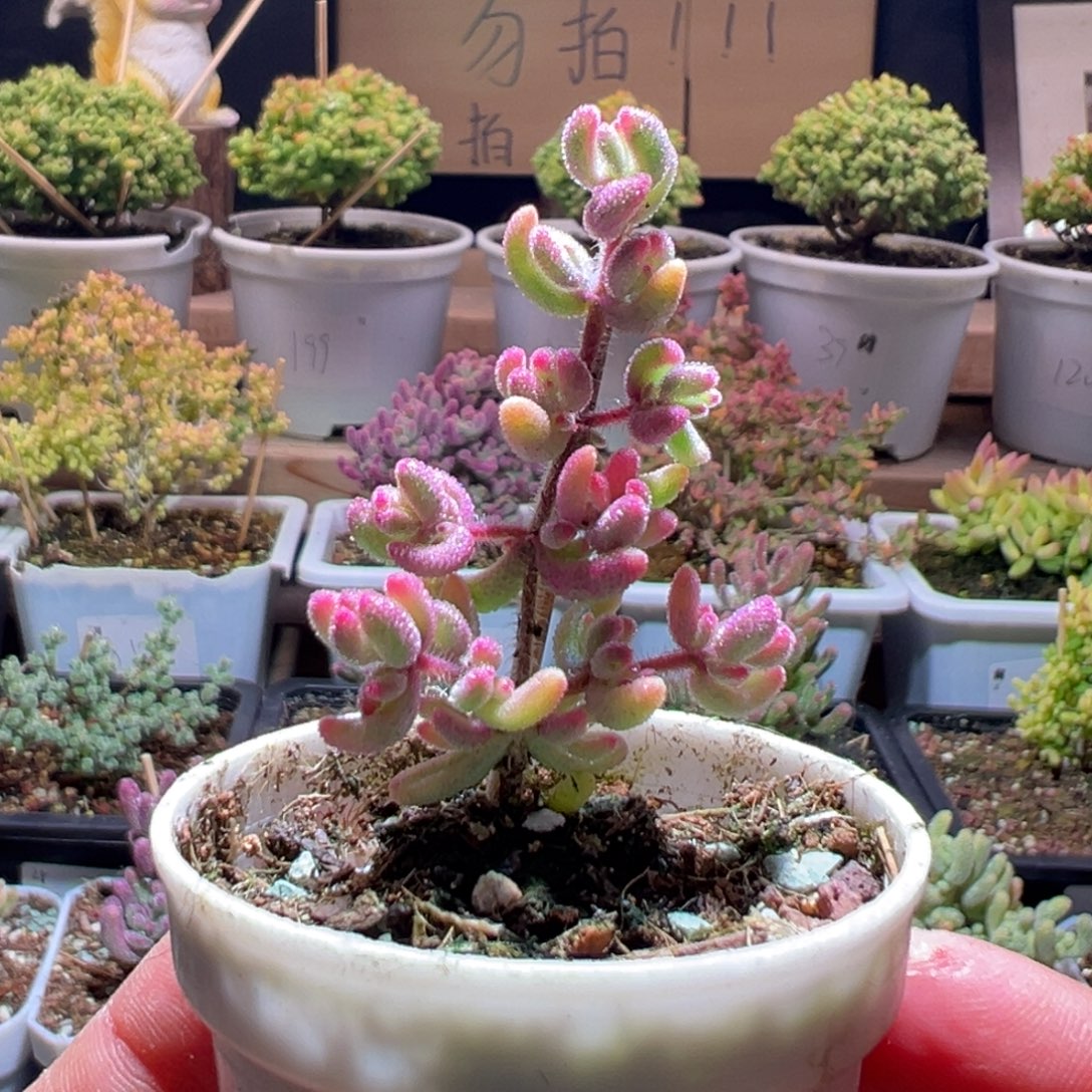 257红宝石锦一物一拍包开箱