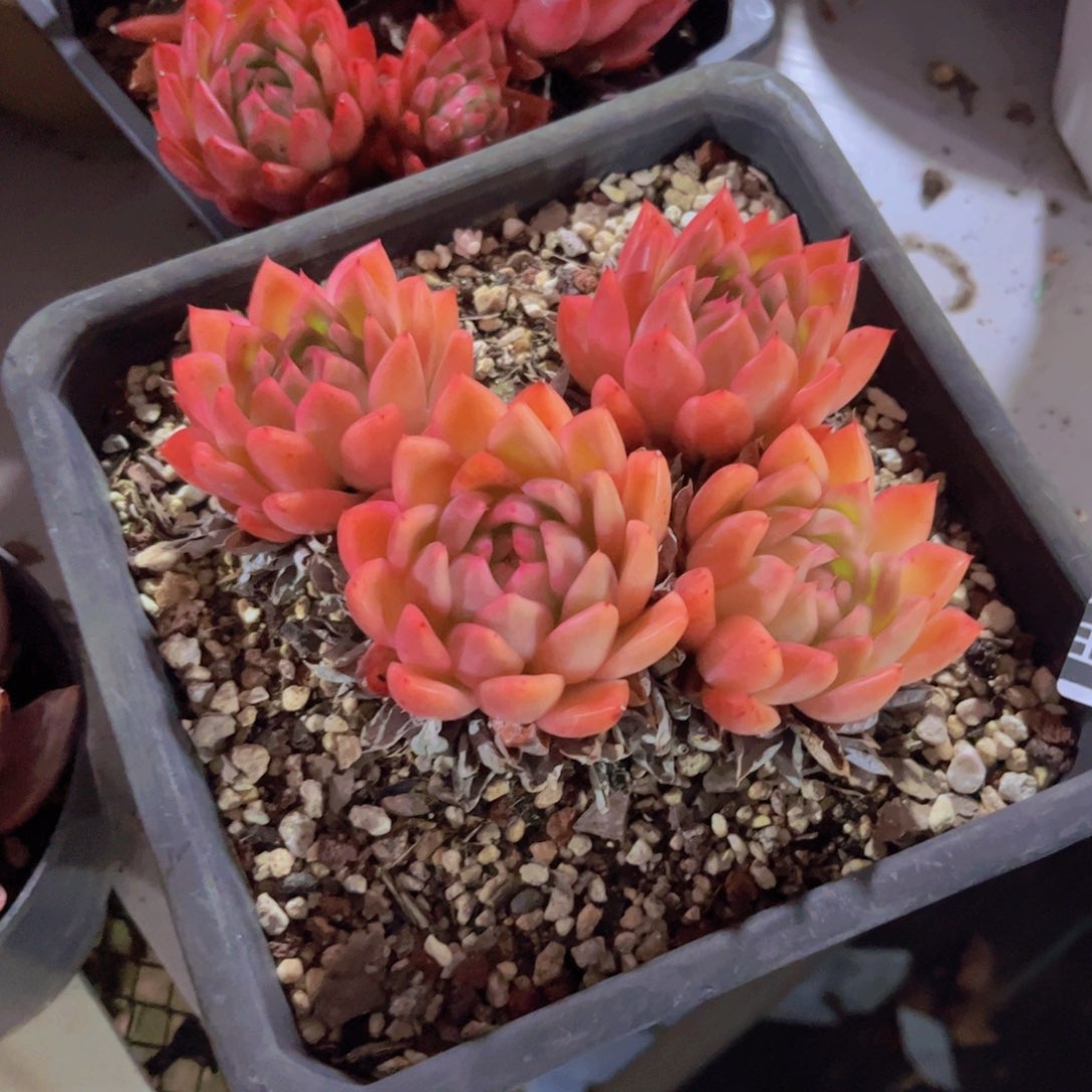 东云多肉植物18354