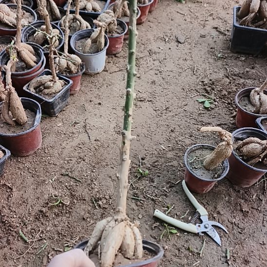 匆***月月脂桂一颗脱土发货