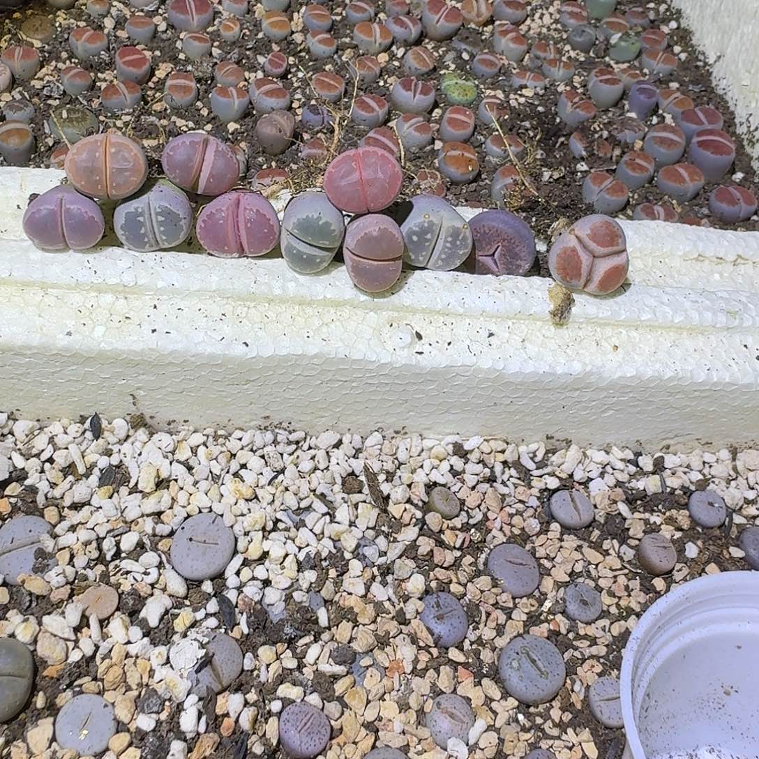 粉***心84多肉哈哈哈哈哈哈哈