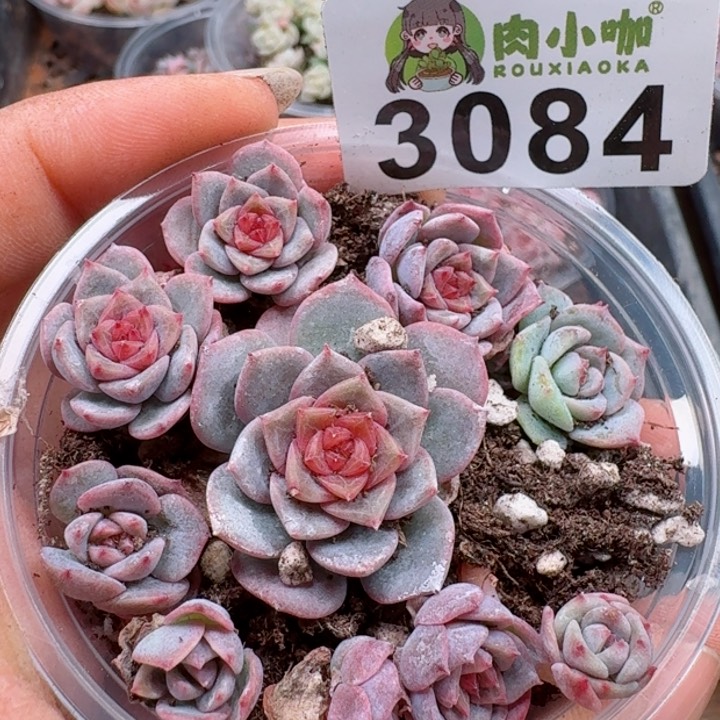 多肉植物多肉植物