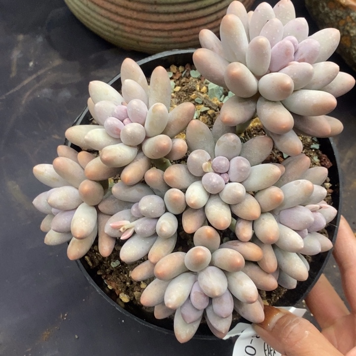 夏悦多肉0118-94汤圆