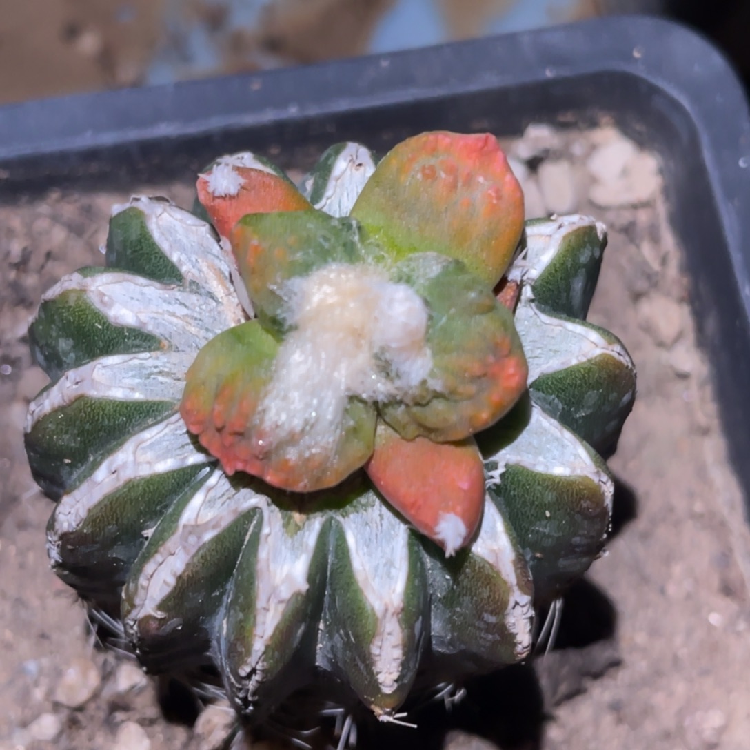 无花朵蛋怒锦 仙人球