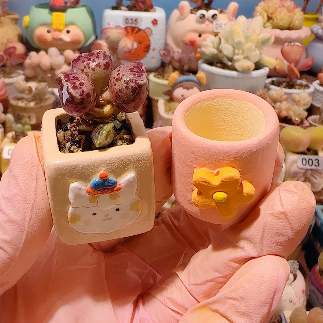 游***鱼T可爱粉丸种小花盆盆口2cm