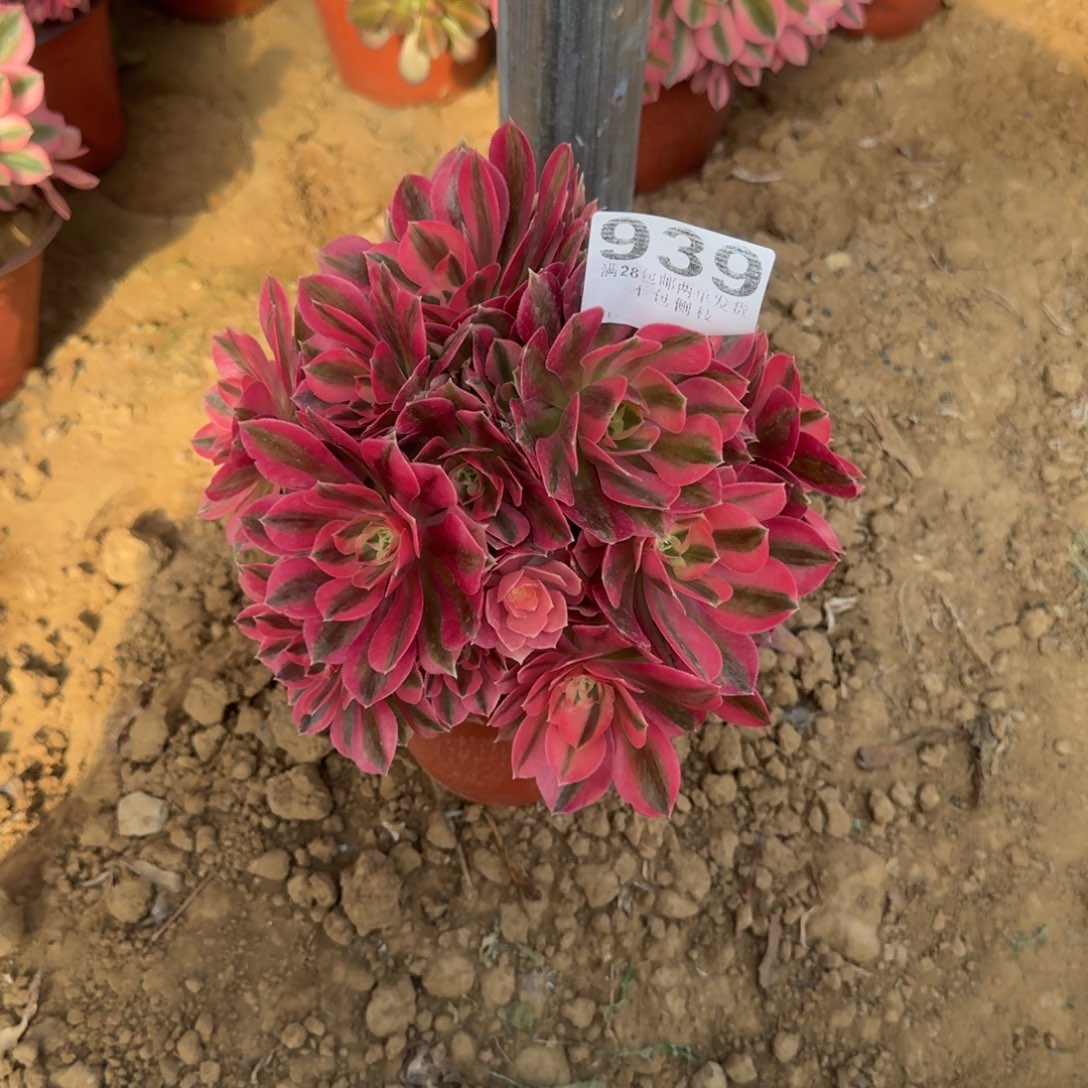 美**来939号女巫母本清棚不包损