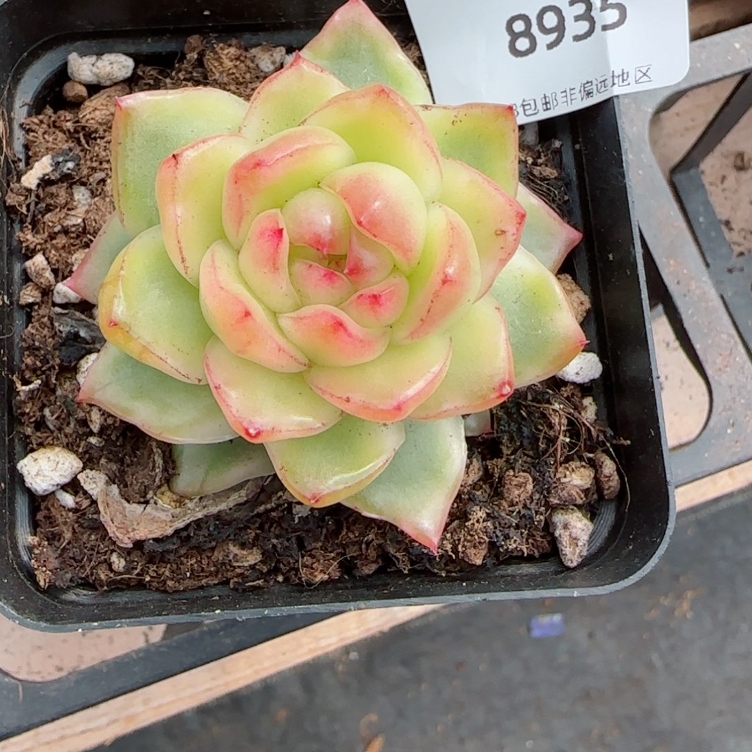 水晶珍妮锦，8935多肉