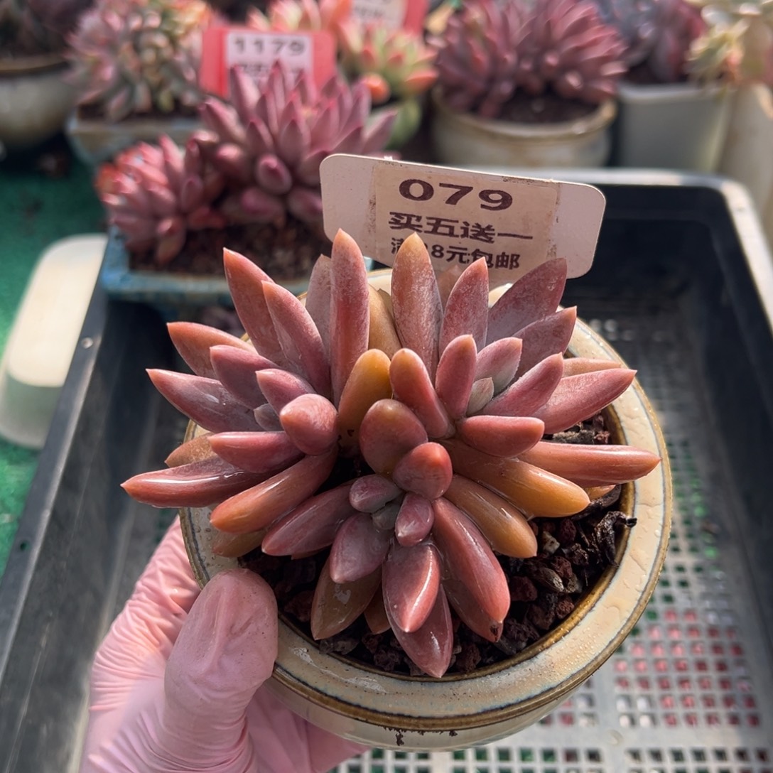 表妹精品多肉植物079.