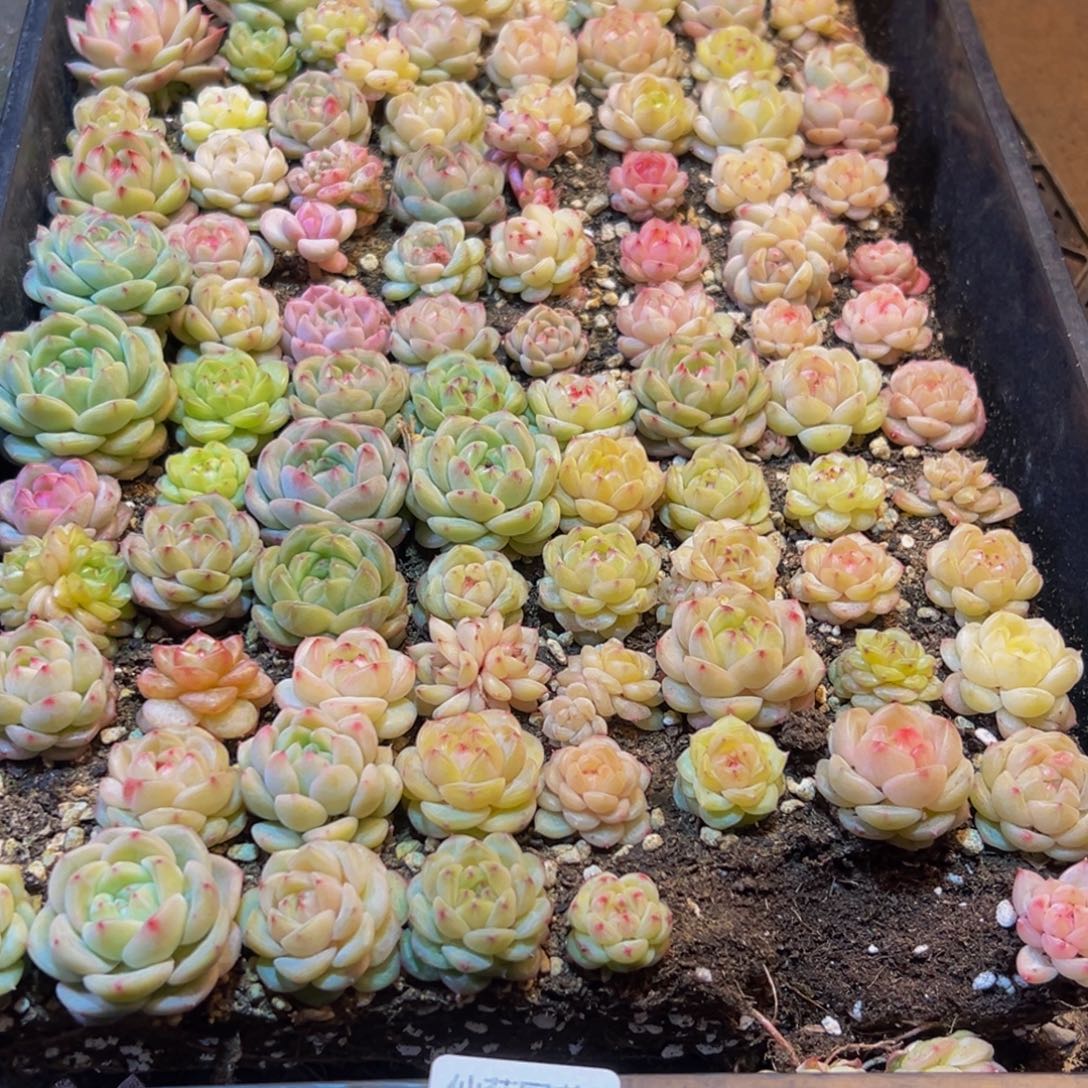 俩***&602多肉葡萄的味道是真的很